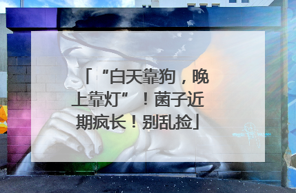 “白天靠狗，晚上靠灯”！菌子近期疯长！别乱捡