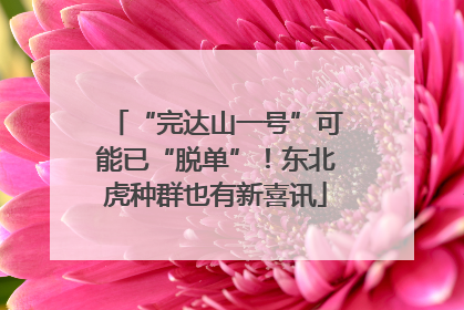“完达山一号”可能已“脱单”！东北虎种群也有新喜讯