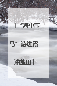 “海中宝马”游进霞浦盐田