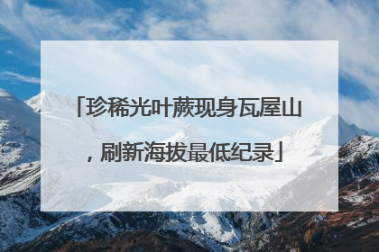 珍稀光叶蕨现身瓦屋山，刷新海拔最低纪录