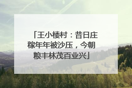 王小楼村：昔日庄稼年年被沙压，今朝粮丰林茂百业兴