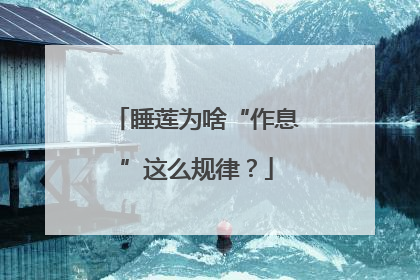 睡莲为啥“作息”这么规律？