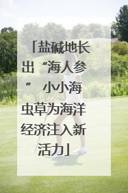 盐碱地长出“海人参” 小小海虫草为海洋经济注入新活力