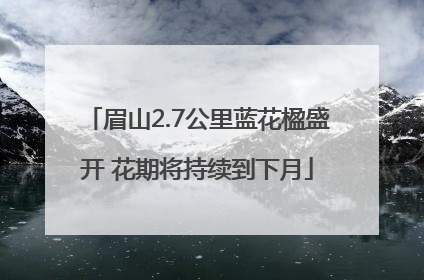 眉山2.7公里蓝花楹盛开 花期将持续到下月