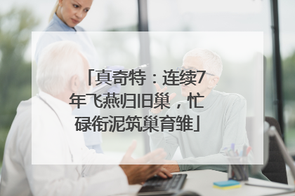 真奇特：连续7年飞燕归旧巢，忙碌衔泥筑巢育雏