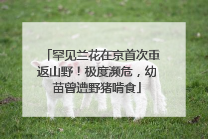 罕见兰花在京首次重返山野！极度濒危，幼苗曾遭野猪啃食