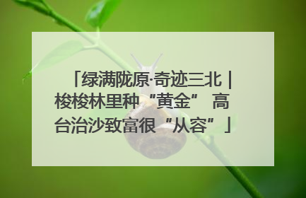 绿满陇原·奇迹三北｜梭梭林里种“黄金” 高台治沙致富很“从容”