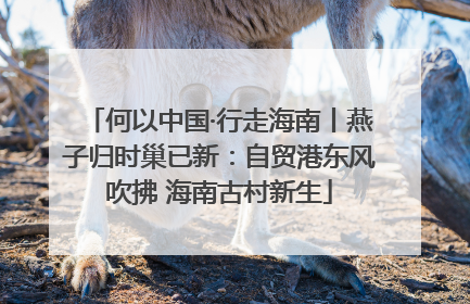 何以中国·行走海南丨燕子归时巢已新：自贸港东风吹拂 海南古村新生