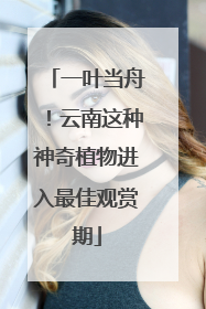 一叶当舟！云南这种神奇植物进入最佳观赏期