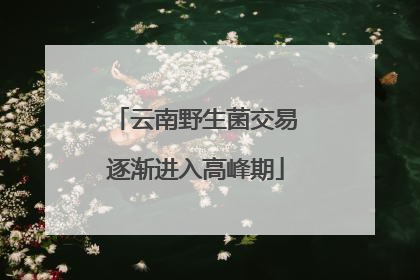 云南野生菌交易逐渐进入高峰期