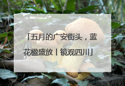 五月的广安街头，蓝花楹盛放丨镜观四川