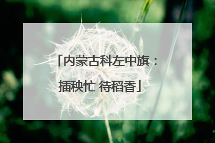 内蒙古科左中旗：插秧忙 待稻香