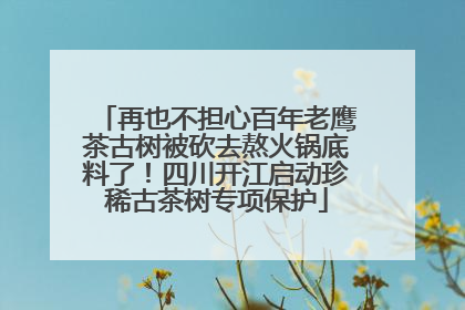 再也不担心百年老鹰茶古树被砍去熬火锅底料了！四川开江启动珍稀古茶树专项保护
