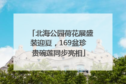 北海公园荷花展盛装迎夏，169盆珍贵碗莲同步亮相