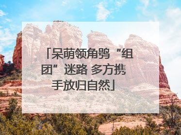 呆萌领角鸮“组团”迷路 多方携手放归自然
