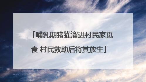 哺乳期猪獾溜进村民家觅食 村民救助后将其放生
