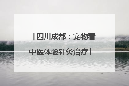 四川成都：宠物看中医体验针灸治疗