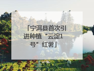 宁洱县首次引进种植“云淀1号”红薯