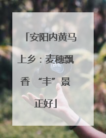 安阳内黄马上乡：麦穗飘香 “丰”景正好