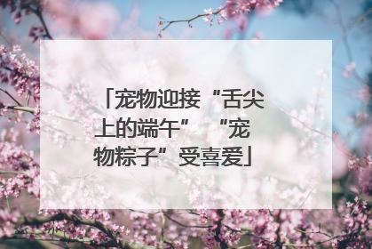宠物迎接“舌尖上的端午” “宠物粽子”受喜爱