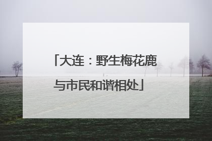 大连：野生梅花鹿与市民和谐相处