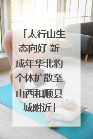 太行山生态向好 新成年华北豹个体扩散至山西和顺县城附近
