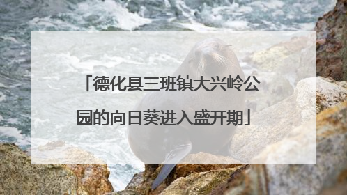 德化县三班镇大兴岭公园的向日葵进入盛开期