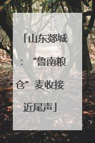 山东郯城：“鲁南粮仓”麦收接近尾声