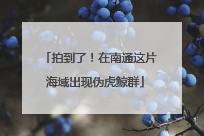 拍到了！在南通这片海域出现伪虎鲸群