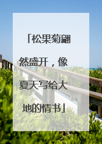 松果菊翩然盛开，像夏天写给大地的情书