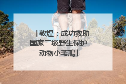 敦煌：成功救助国家二级野生保护动物小苇鳽