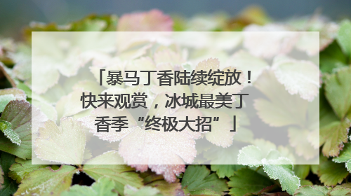 暴马丁香陆续绽放！快来观赏，冰城最美丁香季“终极大招”