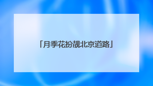 月季花扮靓北京道路