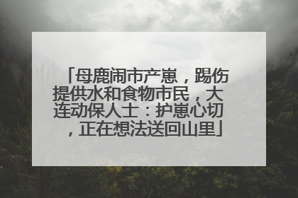 母鹿闹市产崽，踢伤提供水和食物市民，大连动保人士：护崽心切，正在想法送回山里