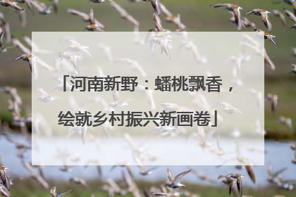 河南新野：蟠桃飘香，绘就乡村振兴新画卷