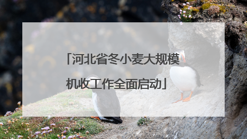 河北省冬小麦大规模机收工作全面启动
