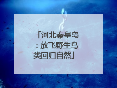 河北秦皇岛：放飞野生鸟类回归自然