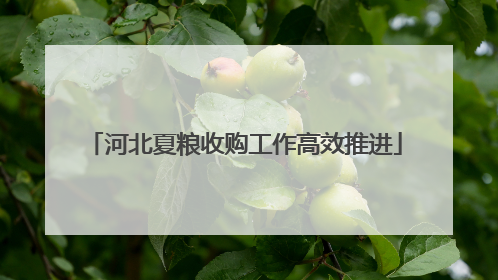 河北夏粮收购工作高效推进