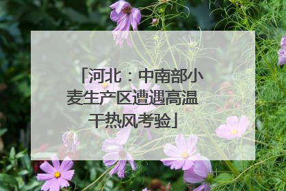 河北：中南部小麦生产区遭遇高温干热风考验