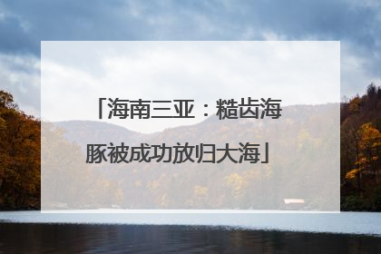 海南三亚：糙齿海豚被成功放归大海