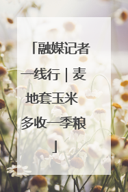 融媒记者一线行｜麦地套玉米 多收一季粮