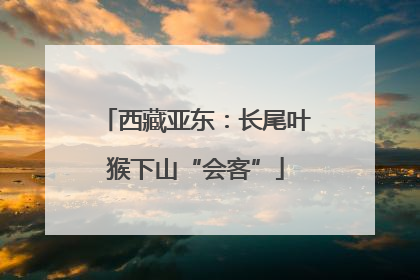 西藏亚东：长尾叶猴下山“会客”