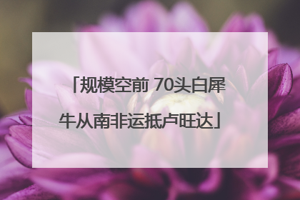 规模空前 70头白犀牛从南非运抵卢旺达