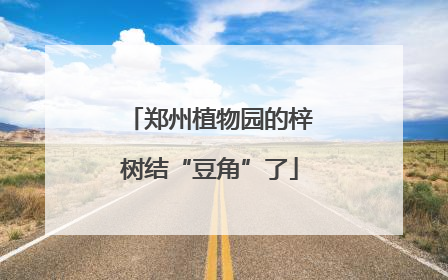 郑州植物园的梓树结“豆角”了