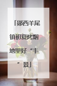 郧西羊尾镇初夏烤烟地里好“丰”景