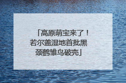 高原萌宝来了！若尔盖湿地首批黑颈鹤雏鸟破壳